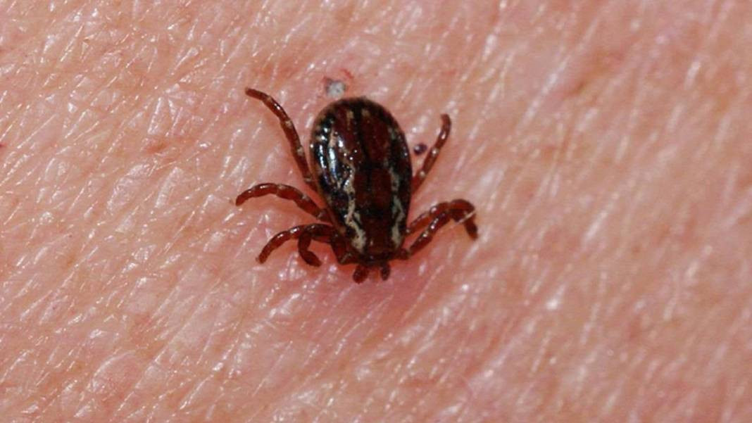 Havalar ısındı kabus geri döndü! 3 kişi öldü, 300 kişi tedavi görüyor - Resim: 8